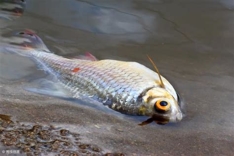 環境影響一個人 小魚死掉怎麼處理